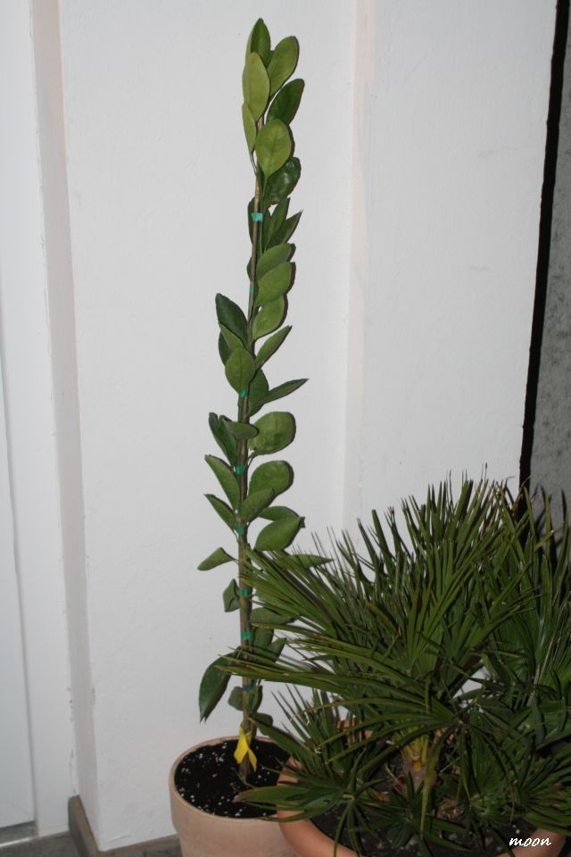 mandarina sadnica